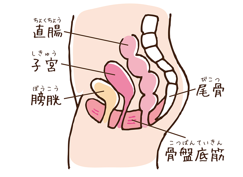 排便反射、直腸の動きを感じるトレーニング