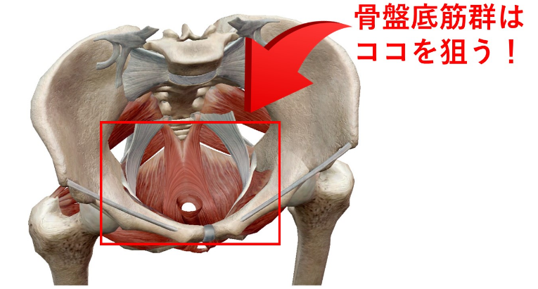 産後にオススメ!骨盤底筋群のトレーニング・エクササイズ